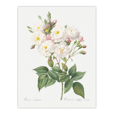 B&Q -  Noisette Rose Floral Redoute Vintage Wall Art Poster Print 12X16"