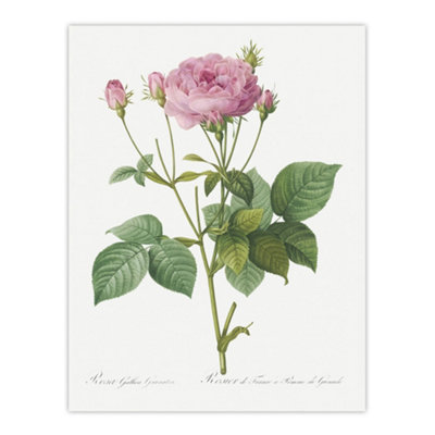 Artery8 Gallic Rose Flower Illustration Redoute Vintage Wall Art Poster Print 12X16" from B&Q