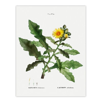 Artery8 Sow Thistle Flower Bloom Redoute Vintage Wall Art Poster Print 12X16" from B&Q