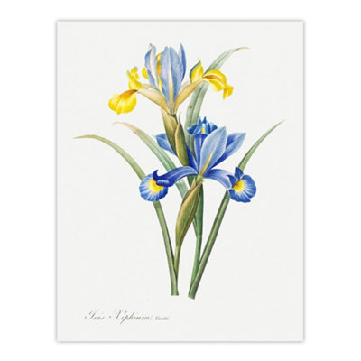 Artery8 Spanish Iris Botanical Redoute Vintage Wall Art Poster Print 12X16" from B&Q