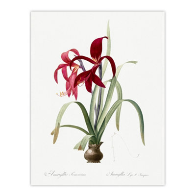B&Q -  Aztec Lily Botanical Redoute Vintage Wall Art Poster Print 12X16"