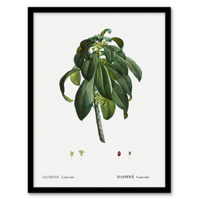 Artery8 Spurge Laurel Botanical Redoute Vintage Framed Wall Art Print 12X16" from B&Q
