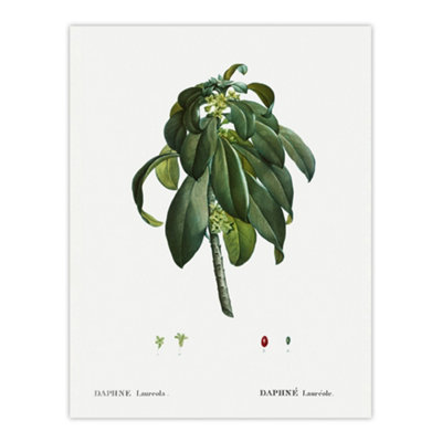 B&Q -  Spurge Laurel Botanical Redoute Vintage Wall Art Poster Print 12X16"