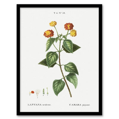 Artery8 Lantana Plant Botanical Redoute Vintage Framed Wall Art Print 12X16" from B&Q