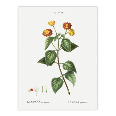 Artery8 Lantana Plant Botanical Redoute Vintage Wall Art Poster Print 12X16" from B&Q