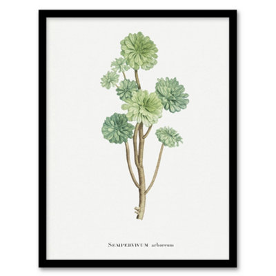 Artery8 Tree Houseleek Succulent Redoute Vintage Framed Wall Art Print 12X16" from B&Q