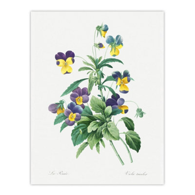 Artery8 Wild Pansy Flower Illustration Redoute Vintage Wall Art Poster Print 12X16"