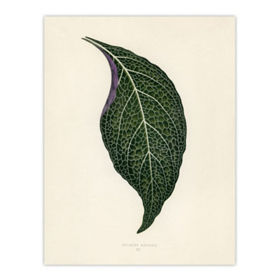 Artery8 Vintage Botanical Nerve Plant Leaf Fawcett Wall Art Poster Print 12X16" from B&Q