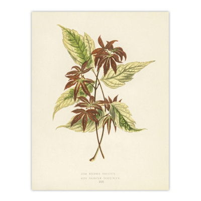 Artery8 Vintage Botanical Boxelder Maple Leaves Fawcett Wall Art Poster Print 12X16" from B&Q