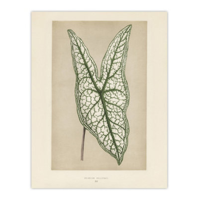 Artery8 Vintage Botanical Caladium Belleymel Leaf Fawcett Wall Art Poster Print 12X16" from B&Q
