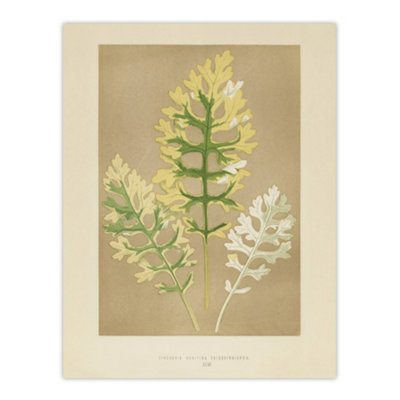 Artery8 Vintage Botanical Dusty Miller Leaves Fawcett Wall Art Poster Print 12X16" from B&Q
