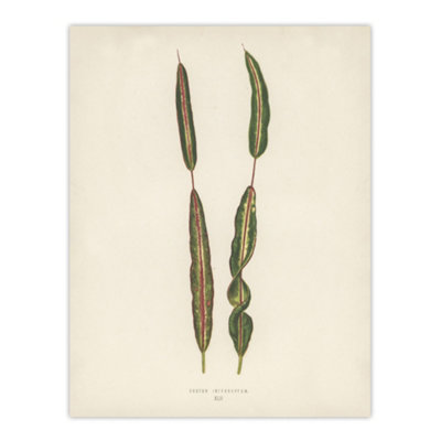 Artery8 Vintage Botanical Croton Interruptum Leaf Fawcett Wall Art Poster Print 12X16" from B&Q