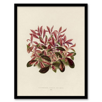 Artery8 Vintage Botanical Dwarf Copperleaf Fawcett Framed Wall Art Print 12X16" from B&Q