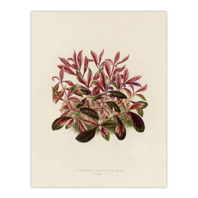 Artery8 Vintage Botanical Dwarf Copperleaf Fawcett Wall Art Poster Print 12X16" from B&Q