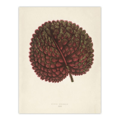 Artery8 Vintage Botanical Gesnera Exoniensis Leaf Fawcett Wall Art Poster Print 12X16" from B&Q