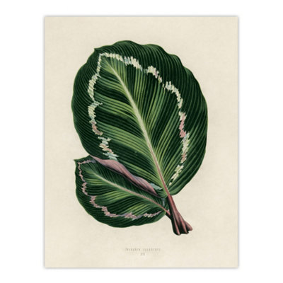 B&Q -  Vintage Botanical Maranta Calathea Leaves Fawcett Wall Art Poster Print 12X16"