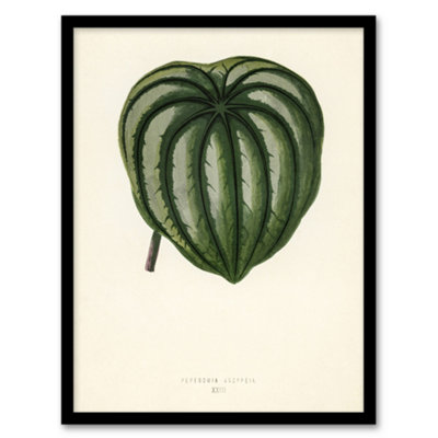 Artery8 Vintage Botanical Pepper Elder Leaf Fawcett Framed Wall Art Print 12X16" from B&Q