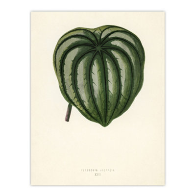 Artery8 Vintage Botanical Pepper Elder Leaf Fawcett Wall Art Poster Print 12X16" from B&Q
