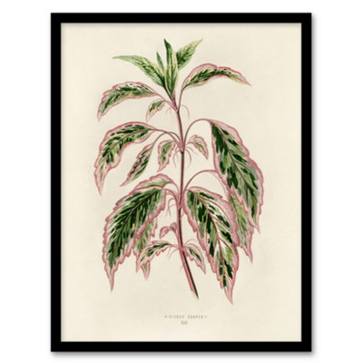 Artery8 Vintage Botanical Rose Mallow Fawcett Framed Wall Art Print 12X16" from B&Q