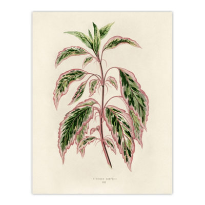 Artery8 Vintage Botanical Rose Mallow Fawcett Wall Art Poster Print 12X16" from B&Q