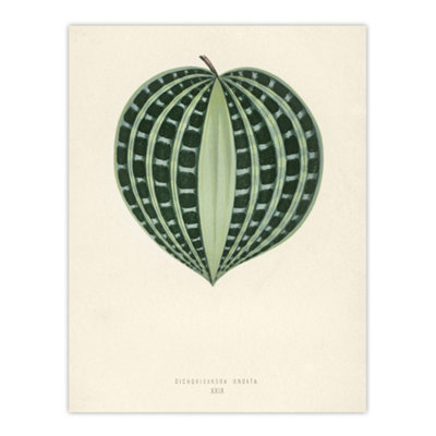Artery8 Vintage Botanical Seersucker Plant Leaf Fawcett Wall Art Poster Print 12X16" from B&Q