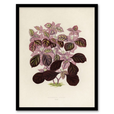 Artery8 Joyweed Plant Vintage Botanical Artwork Fawcett Framed Wall Art Print 12X16" from B&Q