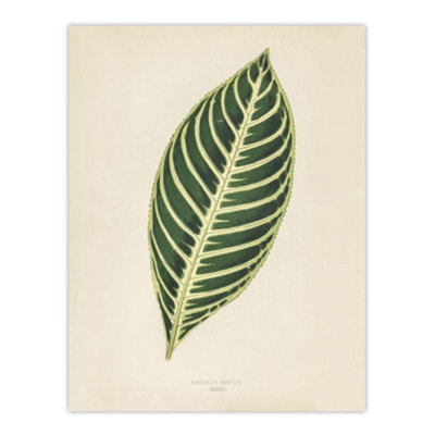 Artery8 Vintage Botanical Tiger Plant Leaf Fawcett Wall Art Poster Print 12X16" from B&Q