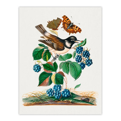 Artery8 Bramble Rubus Starling And Butterflies Bolton Wall Art Poster Print 12X16" from B&Q