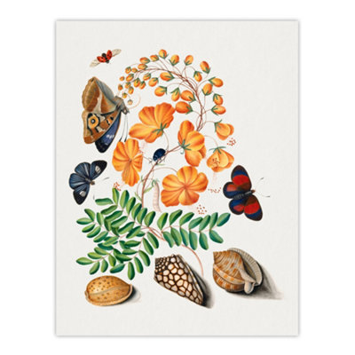 Artery8 Flowers Butterflies And Seashells Bolton Wall Art Poster Print 12X16" from B&Q