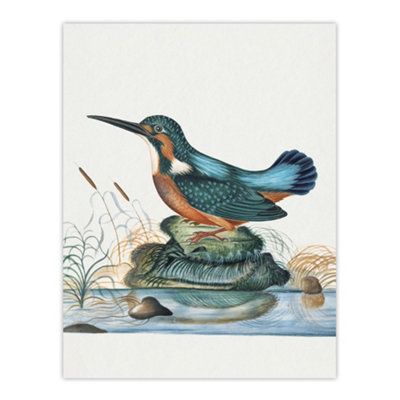 B&Q -  Common Kingfisher Vintage Illustration Bolton Wall Art Poster Print 12X16"
