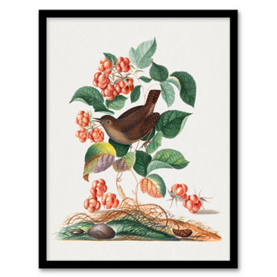 Artery8 Eurasian Wren And Raspberry Plant Bolton Framed Wall Art Print 12X16" from B&Q