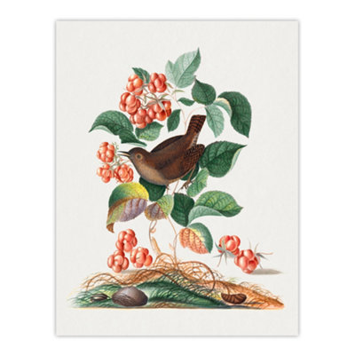 Artery8 Eurasian Wren And Raspberry Plant Bolton Wall Art Poster Print 12X16" from B&Q