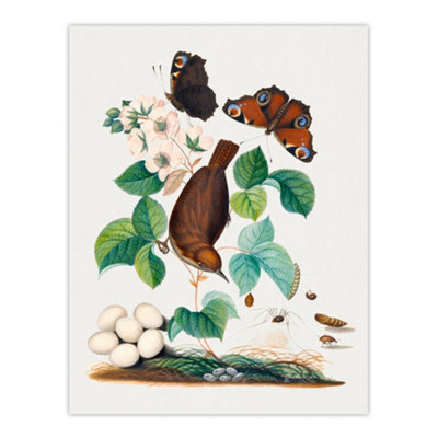 Artery8 House Wren Butterflies Beetle And Spider Bolton Wall Art Poster Print 12X16" from B&Q