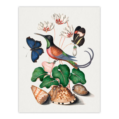 Artery8 Hummingbird Cyclamen Butterflies Seashells Bolton Wall Art Poster Print 12X16" from B&Q