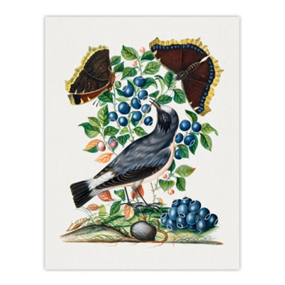 Artery8 Northern Wheatear And Mourning Cloak Bolton Wall Art Poster Print 12X16" from B&Q