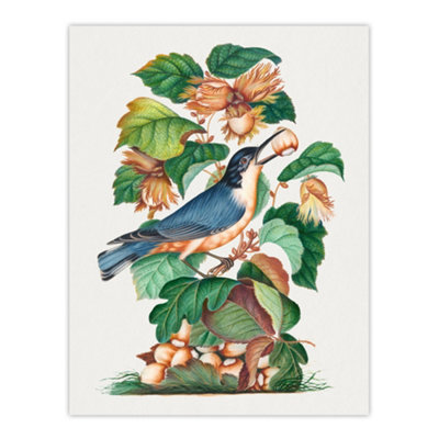 Artery8 Nuthatch Bird Hazel Oak And Bramble Bolton Wall Art Poster Print 12X16" from B&Q