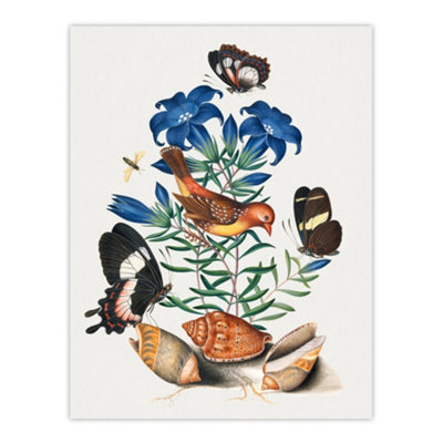 B&Q -  Red Avadavat Swallowtail And Shells Bolton Wall Art Poster Print 12X16"
