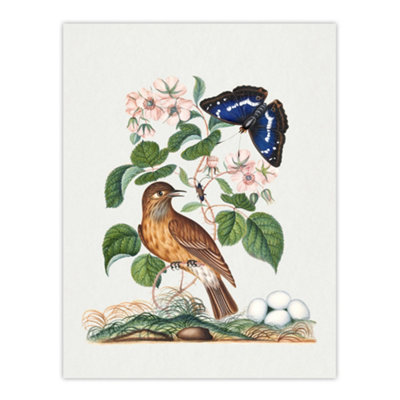 Artery8 Spotted Flycatcher And Purple Emperor Bolton Wall Art Poster Print 12X16" from B&Q