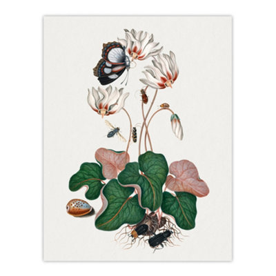 Artery8 Cyclamen Butterfly Beetles And Shell Bolton Wall Art Poster Print 12X16" from B&Q