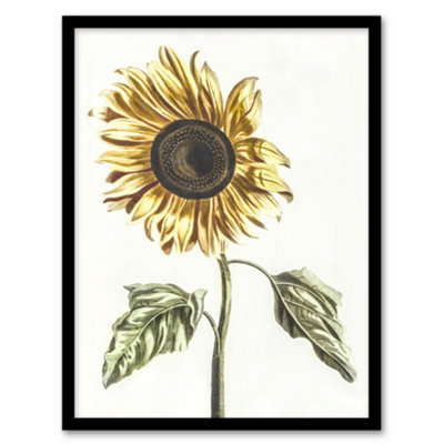 B&Q -  Sunflower Vintage Flower Painting Teyler Framed Wall Art Print 12X16"