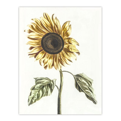 B&Q -  Sunflower Vintage Flower Painting Teyler Wall Art Poster Print 12X16"