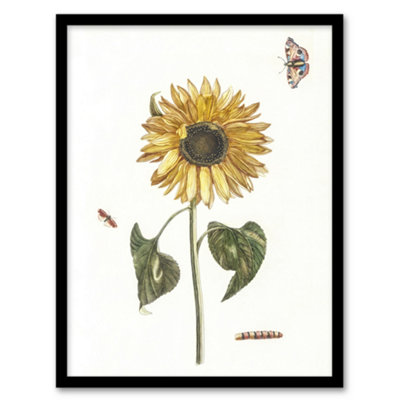 Artery8 Sunflower Caterpillar And Two Butterflies Teyler Framed Wall Art Print 12X16" from B&Q