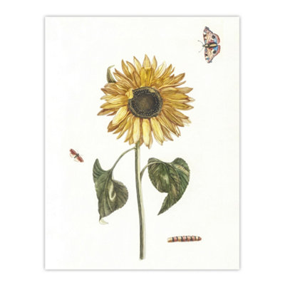 Artery8 Sunflower Caterpillar And Two Butterflies Teyler Wall Art Poster Print 12X16" from B&Q