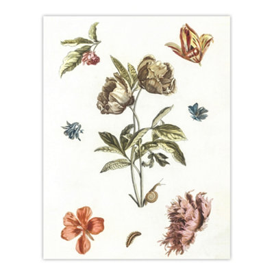Artery8 Flowers Snail And A Caterpillar Johan Teyler Wall Art Poster Print 12X16" from B&Q