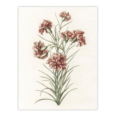 B&Q -  Six Carnations Vintage Illustration Teyler Wall Art Poster Print 12X16"