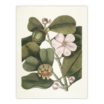 Artery8 Balsam Tree Flower Vintage Botanical Catesby Wall Art Poster Print 12X16" from B&Q