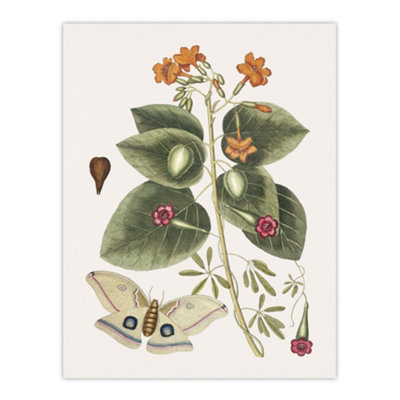 Artery8 Great Moth Tievine And Geiger Tree Flowers Catesby Wall Art Poster Print 12X16" from B&Q
