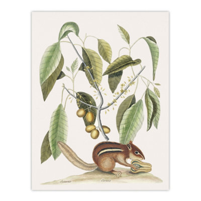 Artery8 Ground Squirrel And Wild Nutmeg Mark Catesby Wall Art Poster Print 12X16" from B&Q