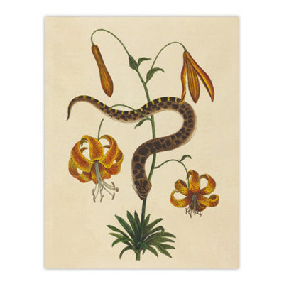 Artery8 Hog Nose Snake And Tiger Lily Mark Catesby Wall Art Poster Print 12X16" from B&Q