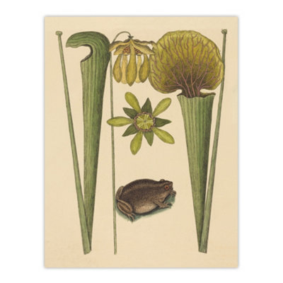 Artery8 Land Frog And Sarracenia Pitcher Plant Catesby Wall Art Poster Print 12X16" from B&Q
